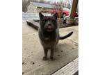 Adopt Buddy a Gray or Blue Domestic Shorthair / Mixed (short coat) cat in