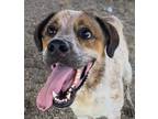 Adopt Kopper a Red/Golden/Orange/Chestnut Mixed Breed (Large) / Mixed dog in