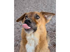 Adopt Buckles a Red/Golden/Orange/Chestnut Mixed Breed (Medium) / Mixed dog in