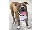 Adopt W. Chamberlain a Tan/Yellow/Fawn American Pit Bull Terrier / Mixed dog in