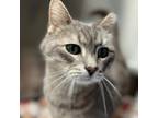 Adopt Eli a Gray or Blue Domestic Shorthair / Mixed cat in Springfield