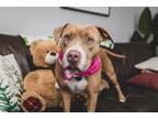Adopt Momma Cornell a Tan/Yellow/Fawn - with Black Pit Bull Terrier dog in