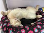 Adopt Crusty a Tan or Fawn Domestic Shorthair (short coat) cat in Byron Center