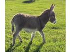 Registered Miniature Mediterranean Donkey Foal for sale!
