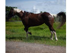 Black and White Tobiano Mare