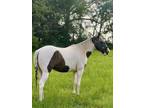  [url removed] PSHR SPOTTED SADDLE MARE
