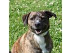Adopt Rocket a Brown/Chocolate Mountain Cur / Mixed dog in Riverwoods