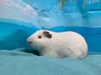Adopt Mimi Moo a Guinea Pig small animal in Fountain Valley, CA (35324727)