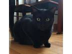 Adopt Koda a All Black Domestic Shorthair / Mixed cat in Oneonta, NY (34949171)