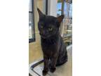 Adopt Britney a All Black Domestic Shorthair / Domestic Shorthair / Mixed cat in