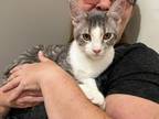 Adopt Vision a Domestic Shorthair cat in Steinbach, MB (37499641)