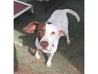 Adopt Sadie a White - with Brown or Chocolate Pointer / Mixed dog in