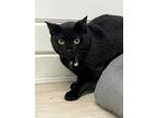 Adopt Brookie a All Black Domestic Shorthair / Mixed (short coat) cat in Marion