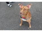 Adopt Nova a Tan/Yellow/Fawn - with White Mountain Cur / Mixed Breed (Medium) /