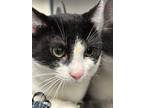 Adopt S'more a All Black Domestic Shorthair / Domestic Shorthair / Mixed cat in