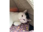 Adopt Bobby a Black & White or Tuxedo Domestic Shorthair (short coat) cat in
