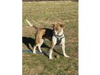 Adopt Bonnie a Brindle - with White Boxer / American Staffordshire Terrier /