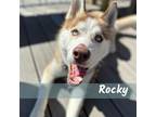Adopt Rocky a Red/Golden/Orange/Chestnut Siberian Husky / Mixed dog in Dallas