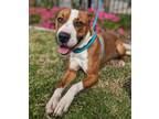 Adopt SWEETIE a Brown/Chocolate American Pit Bull Terrier / Mixed dog in