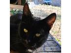 Adopt Spike a Black (Mostly) Bombay (short coat) cat in Frederick, MD (37370261)