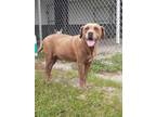 Adopt Lucas a Labrador Retriever / Mixed dog in Ocala, FL (37583509)
