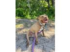 Adopt Permenia a Tan/Yellow/Fawn Mixed Breed (Medium) / Mixed dog in Fernandina