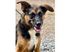 Adopt Lucille a Shepherd (Unknown Type) / Mixed dog in Jackson, MS (34998334)