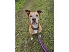 Adopt Emmitt a Brown/Chocolate Mixed Breed (Large) / Mixed dog in Fernandina