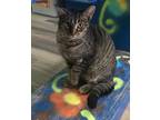 Adopt Curry a Domestic Shorthair / Mixed (short coat) cat in Henderson