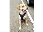 Adopt Ian a Labrador Retriever / Australian Cattle Dog dog in Oklahoma City