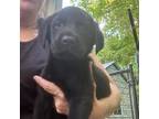Labrador Retriever Puppy for sale in Glade Hill, VA, USA