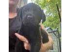 Female black Lab