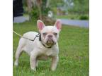 French Bulldog Puppy for sale in Shepherdsville, KY, USA