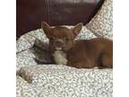 Chihuahua Puppy for sale in Boiling Springs, SC, USA