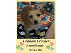 Graham Cracker- 6 Month Male T, Terrier (unknown Type, Small) For Adoption In