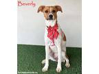 Adopt Beverly a Jack Russell Terrier