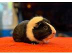 Adopt Ivy a Guinea Pig