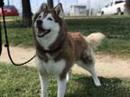 Adopt SASHA a Siberian Husky