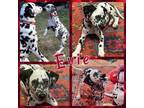 Adopt Evie a Dalmatian