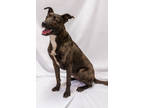 Adopt 160447 a Black American Pit Bull Terrier / Mixed dog in Bakersfield