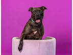 Adopt Dexter a Black American Pit Bull Terrier / Mixed dog in Palm Springs