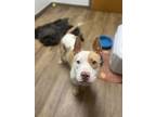 Adopt Baja Blast a American Staffordshire Terrier