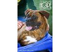 Adopt Ruby Roo a Boxer