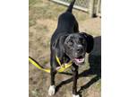 Adopt Tippi a Labrador Retriever