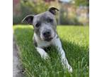 Adopt Maeve a Mixed Breed
