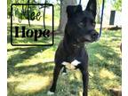 Adopt Hope a Shepherd