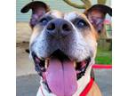 Adopt Nala a Boxer, Labrador Retriever