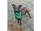 Adopt Yuna 28334 a Labrador Retriever, Mixed Breed