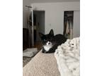 Adopt Baby KITTEN a Tuxedo, Domestic Short Hair