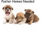 Adopt Foster Homes Needed! a Mixed Breed, Retriever